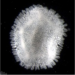 Concentricycloidea